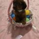 Dachshunds Puppies Reduced