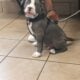 GHOST needs a new loving home