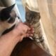 Family of Cats