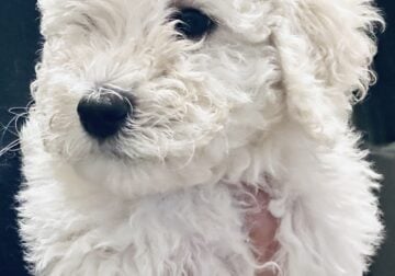 Aussie Doodle