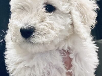 Aussie Doodle