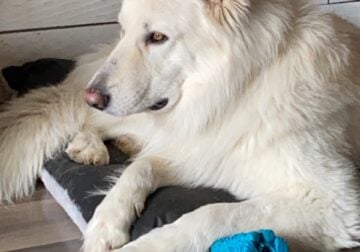 White German Shepherd
