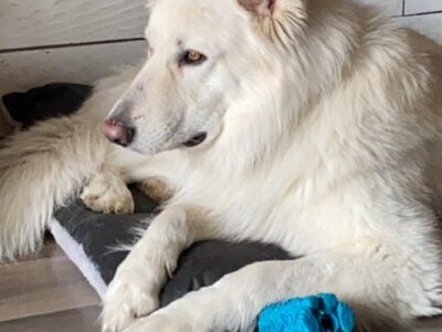 White German Shepherd