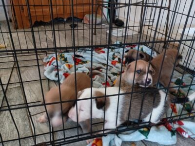 Working line German Shepard puppies