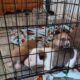 Working line German Shepard puppies