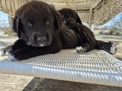 Great Pyrenees/ chocolate Lab mix