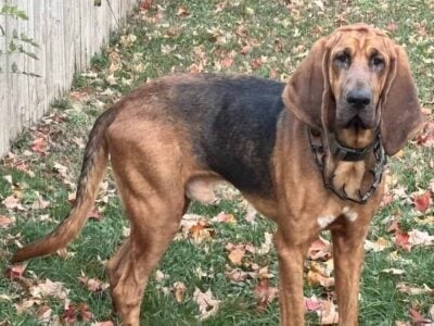 Bloodhound for rehoming