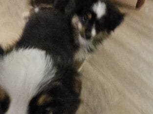 Miniature Australian Sheppards for sale two puppie