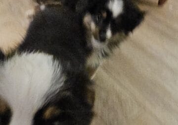 Miniature Australian Sheppards for sale two puppie