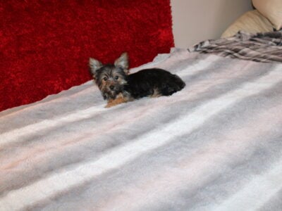 Yorkshire Terrier / Havanese