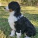 Puppies cared with love
