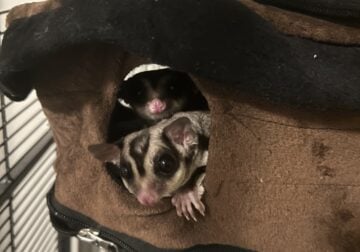 Sugargliderzz