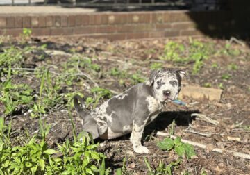 ABKC XL Bully Blue Merle Male