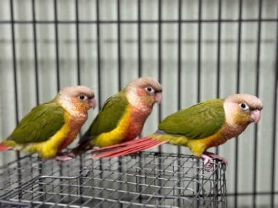 Green Cheek Conure Parrots – Babies & 1 year olds