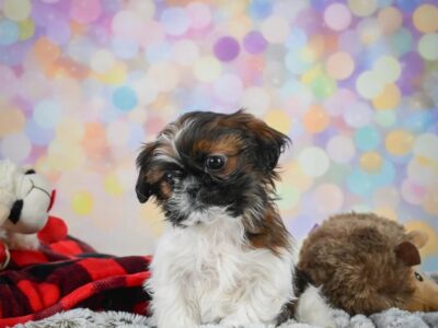 Kate Female Shihtzu
