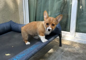 Pembroke Welsh Corgis