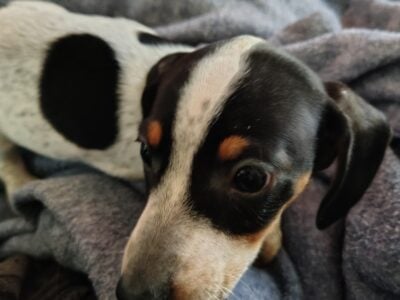 Miniature Dachshund