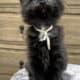 Black European Maine Coon Kitten