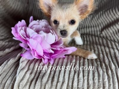 Female longhair Chihuahua puppy (Brooke)