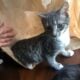 Family of Cats