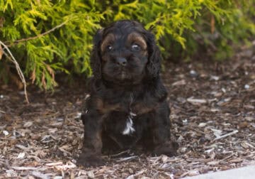 Cockapoo male puppy Indiana (Mack)