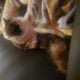 Looking for a new home for Toffee before I move