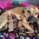 English mastiff pitbull male puppies