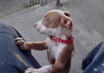 Pitbull puppy for sale