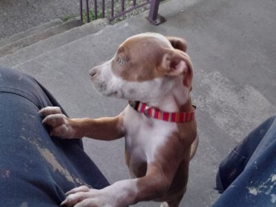 Pitbull puppy for sale