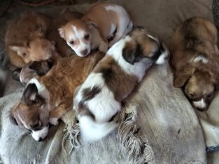 Maltese/chihuahua