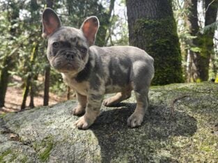AKC French Bulldog Puppy, 10 Weeks Old!