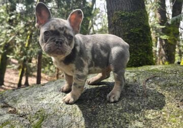 AKC French Bulldog Puppy, 10 Weeks Old!