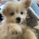 Pomapoo