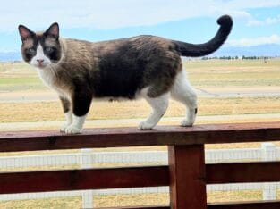 2 Beautiful cats need a home! Rare Snowshoe Breeds