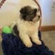Shih Tzu puppies