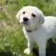 Great Pyrenees/Golden retriever puppies