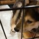 Shiba Inu Puppy For Sale