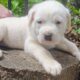 Olde English Bulldog puppies sale or trade