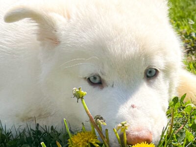 Bluey the white Siberian Husky