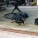PUREBRED FEMALE Blk/Tan Miniature Dachshund PUPPY