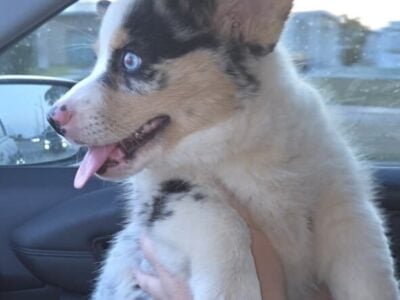 Beautiful corgi puppy