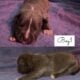 American Bully Puppies for sale