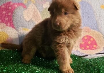 German Shepherd puppies