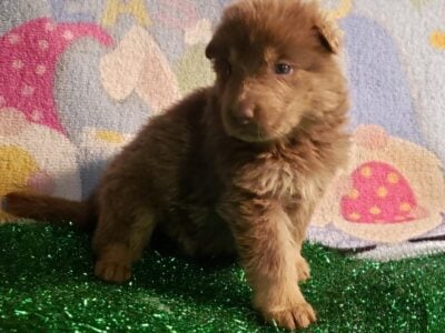 German Shepherd puppies