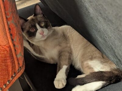 2 Year Old Male Snowshoe Cat