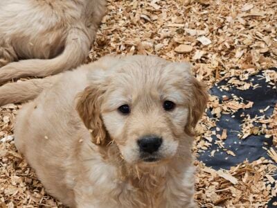 AKC Golden Retrievers