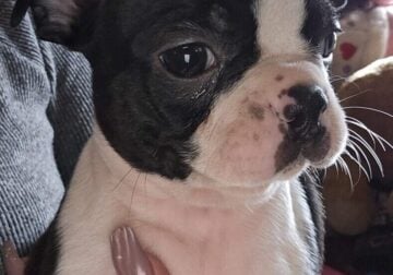 Boston terrier puppies 8 weeks old