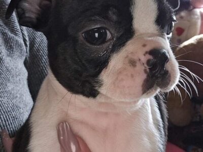 Boston terrier puppies females born feb 2