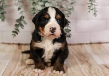 Peep – Well Socialized Bernese Mountain Dog Puppy