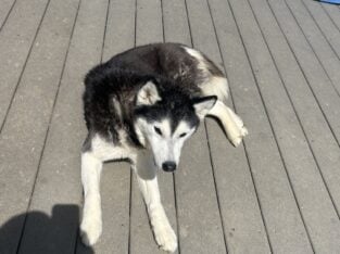 Female husky